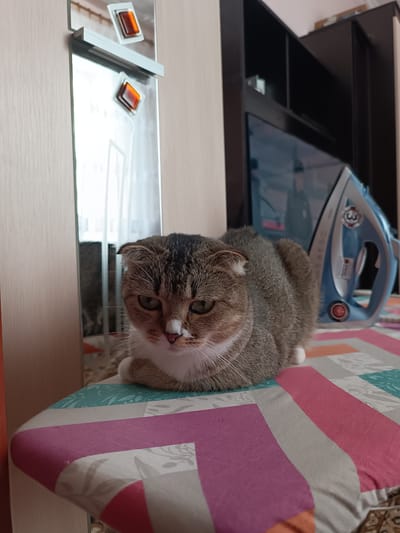 A Scottish Fold cat is lying on an ironing board in a room, with a television and an iron visible in the background. The cat has tabby markings and white fur on its chest and face. The ironing board has a colorful striped pattern. The scene is indoors, suggesting a domestic setting. The location is Vuhlehirsk, Ukraine.