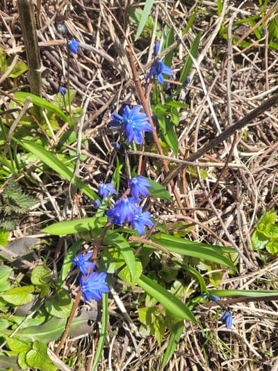 The image shows a patch of bright blue flowers, likely Scilla bifolia (alpine squill), growing amongst dry twigs, grasses, and green foliage. The plants are on the ground. The location and information about a city in Russia is irrelevant to the image.