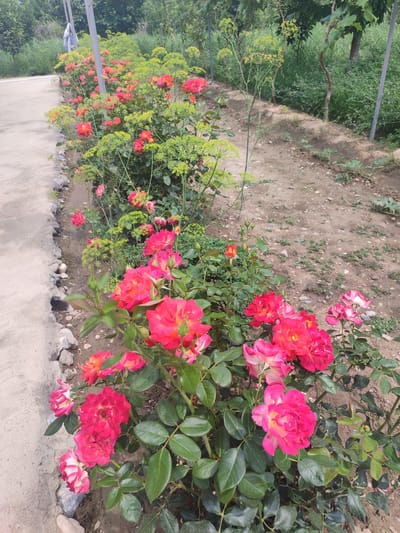 The image depicts a row of vibrant pink and orange roses blooming alongside a concrete pathway in a garden. The roses are in various stages of bloom, with some fully open and others still in bud. The pathway is bordered by rough, light-colored stones and dirt. Beyond the flowers, a patch of dry, brown earth is visible, interspersed with small green plants. In the background, lush green foliage and trees create a natural backdrop. The scene is set outdoors, under natural lighting, suggesting it was taken during the daytime. The overall impression is one of a well-tended garden, possibly in the city of Жаңы-Абад, Kyrgyzstan, given the context provided. There are no people or animals visible in the frame.
