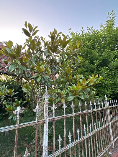 The image shows a wrought iron fence in front of a garden with trees. The fence is weathered and rusty, with decorative finials. Behind the fence, there are several trees with large, glossy green leaves. The leaves of one of the trees are a lighter, yellowish-green, suggesting new growth. In the background, a building with a red-tiled roof is visible. The sky is a pale blue, indicating either early morning or late evening. The image is taken from a low angle, looking up towards the trees and the sky. There are no people or animals present in the image. The scene appears to be a residential area. Based on the architecture of the house and the style of the fence, this image could be located in Wustermark, Germany.