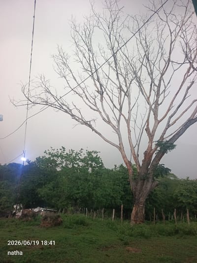 The image is a medium-shot photograph taken outdoors in El Chaparral, Venezuela. The foreground consists of a grassy field with a few small rocks. In the mid-ground, there is a thick line of green trees and foliage, with a wooden fence constructed from vertical posts. Behind the trees, a large, old tree with a thick, gnarled trunk and bare branches dominates the right side of the frame. The sky is overcast and appears hazy or foggy. A street lamp with a bright light is visible to the left of the frame, illuminating the area below it. The date and time stamp "2026/06/19 18:41" and the name "natha" are overlaid in the bottom left corner.