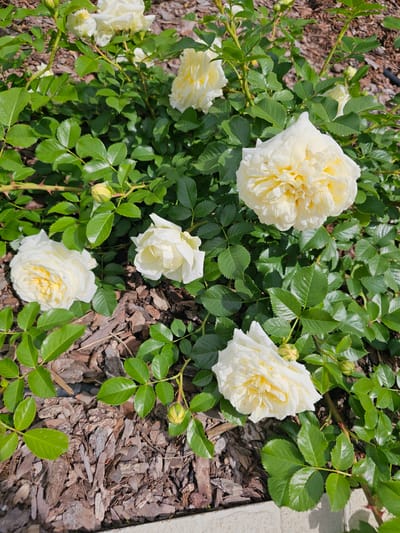 In a garden bed at "Berezka SNT" in Krasnogorsky District, Russia, a rose bush with multiple creamy white, fully bloomed flowers and several green buds is visible. The flowers are layered and ruffled in appearance, with some exhibiting hints of yellow in their centers. The bush is covered in abundant, dark green, serrated leaves. Thorny stems are also apparent. The ground beneath the bush is covered in shredded bark mulch, with some light-colored stones or concrete edge visible at the bottom of the frame. The scene is illuminated by natural sunlight.