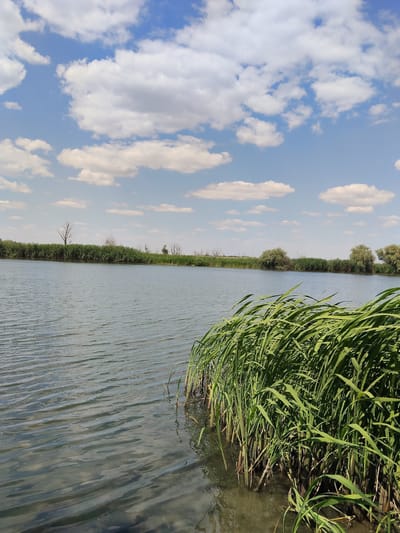 The image depicts a tranquil natural scene by a body of water, likely a lake or river, under a bright, cloudy sky. The foreground is dominated by lush green reeds swaying gently, their tips catching the sunlight. The water itself appears calm, with subtle ripples reflecting the sky and the distant shore.

Across the water, the opposite bank is lined with dense green vegetation, primarily reeds, punctuated by scattered trees, some of which are bare and appear skeletal against the backdrop of foliage. The distant treeline suggests a rural or natural landscape. The sky is a vibrant blue, adorned with numerous fluffy white clouds, indicative of fair weather. The lighting suggests it is daytime, likely late morning or early afternoon.

There are no people or discernible objects other than the natural elements of the environment. The overall mood conveyed is one of peace and serenity, characteristic of a calm day in nature. The location context provided places this scene in Bilyaivka, Ukraine. There is no visible text in the image.