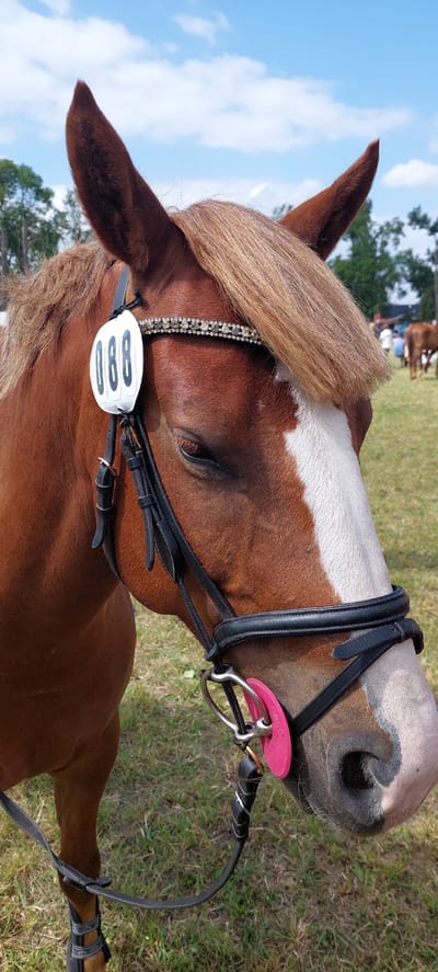 A chestnut horse with a white blaze on its face stands in a grassy outdoor area under a partly cloudy sky. The horse is wearing a black bridle adorned with rhinestones and a white circular tag with the number "088" in black lettering. A bright pink object is attached to the bit of the bridle. In the background, there are trees, other horses, and a few people. The overall impression is of a horse show or equestrian event in a rural or semi-rural setting. The location is identified as Žagariškiai, Lithuania.