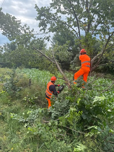 Two individuals, wearing orange high-visibility work suits and hard hats, are engaged in tree trimming in Kvemo Khvedureti, Georgia. One worker is positioned higher in a tree, holding a branch, while the other is on a lower branch, operating a chainsaw. The surrounding environment consists of lush green vegetation, including a field of tall crops, and a dense canopy of leaves from various trees. Fallen branches and debris are scattered on the ground. The sky is overcast with clouds.
