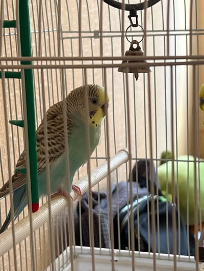 A budgerigar is perched on a wooden dowel inside a white wire birdcage. The budgerigar is light blue and yellow with black stripes on its wings and head. It is facing to the right and looking towards the viewer. In the background, there is another budgerigar that is mostly out of focus and a bright green object that might be a toy or another bird. The birdcage is hanging from a hook, and there is a small bell hanging from the top of the cage. The background appears to be a wall with vertical blinds. The image was taken in Yakshur-Bod'ya, Russia.