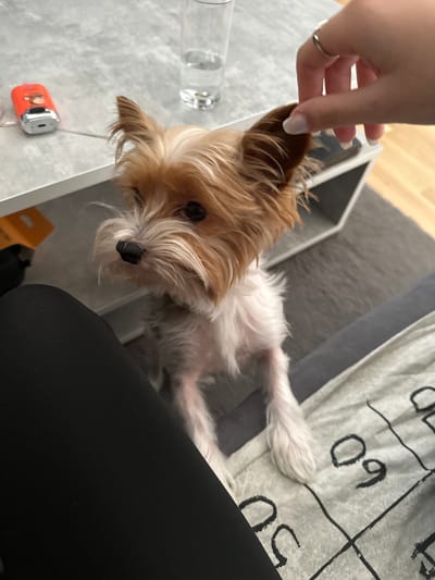 A small, tan and white terrier-type dog is lying on a light gray sofa covered with a white blanket featuring black tic-tac-toe markings. The dog is being petted on the ear by a hand with manicured nails and a silver ring. The dog is positioned to the left of a white coffee table. On the coffee table, there is a glass, a lighter with an orange body, and a partly visible orange and white box. The person petting the dog is wearing black pants. The location appears to be indoors. There is no verifiable information in the image to determine that it is in Gunzenhausen, Germany.