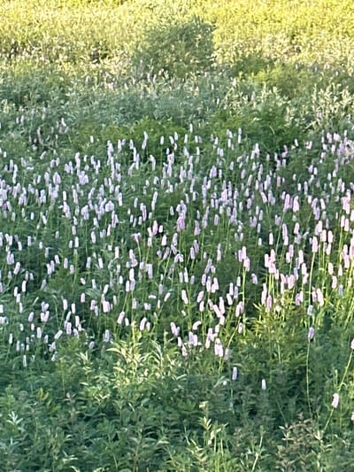 The image shows a field of green vegetation with numerous small, pale purple flowers. The flowers are clustered on tall, slender stalks, and many are in bloom. The field appears to be in a rural or natural setting, with soft sunlight illuminating the scene. There is no indication of any specific urban environment, and therefore, no specific location in the city of Le Sentier, Switzerland, can be identified. The scene is peaceful and serene, with no people or animals visible. The focus is on the natural beauty of the flowers and the surrounding foliage.