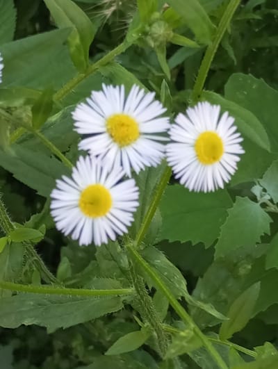 The image shows a cluster of three white and yellow daisy-like flowers with green foliage in the background. The flowers are in focus, while the background is slightly blurred. The scene appears to be outdoors, possibly in a garden or park setting. There are no people or animals visible in the image. The image does not provide any specific information that would allow for the identification of its location within the city of Voznesenske, Ukraine.