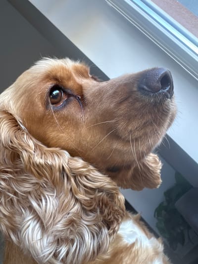 A close-up, eye-level shot captures a golden cocker spaniel looking upwards, towards a window. The dog's fur is a mix of light and dark brown, with wavy textures. Its dark brown eye is visible, reflecting the light from the window. The dog's nose is also visible, with a moist, textured surface. The background is blurred, with a hint of green foliage to the right, suggesting an indoor setting near plants. There are no people or other animals present in the image. The location is not specified in the image, and therefore, its presence in the city of Dibich, Bulgaria cannot be confirmed from the visual data alone.