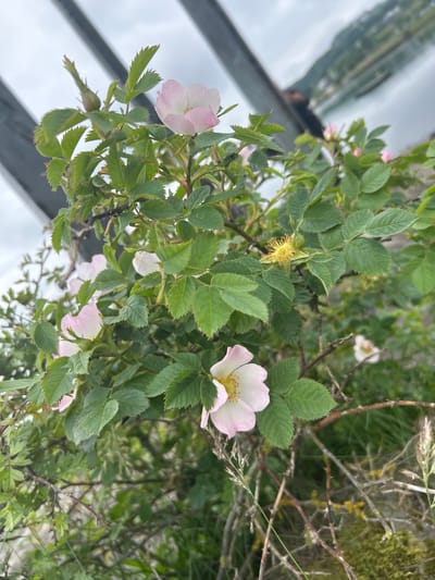 In Stavanger, Norway, a cluster of wild rose bushes with delicate pink and white flowers blooms along a waterfront. The foreground is dominated by the vibrant green foliage and thorny branches of the roses. One particularly prominent pink rose, partially open, reveals a yellow center. In the background, out of focus, a body of water reflects an overcast sky. A dark, angular structure, possibly a railing or roof edge, runs diagonally across the upper part of the frame. The overall scene suggests a natural setting integrated with man-made elements, characteristic of urban coastal landscapes. There are no visible people or animals.