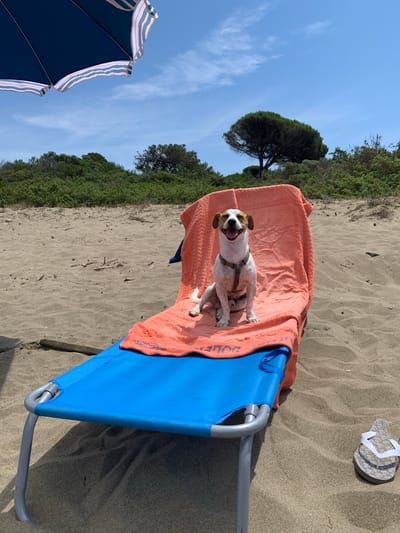 A happy dog sits on a blue beach chair with an orange towel. The dog has a light-colored coat with brown markings and is wearing a harness. It is looking towards the camera with its mouth open and tongue out, appearing joyful. The beach chair is positioned on a sandy beach, with more sand visible in the background. To the left of the chair, a blue and white striped umbrella is partially visible. In the background, there is a dense line of green trees and vegetation, with a single, large pine tree prominently featured against a clear blue sky with some wispy clouds. The scene suggests a sunny day, likely in the afternoon, given the bright light and clear skies. A single flip-flop is visible on the sand to the right of the chair. The visible text on the towel reads "DOLCE". The overall mood is relaxed and cheerful, indicating a pleasant day at the beach.