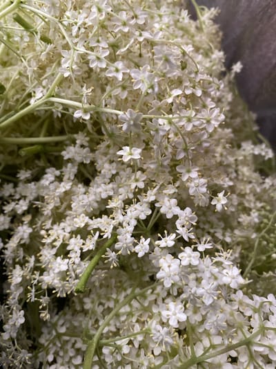 A close-up shot shows a dense cluster of white, five-petaled flowers with yellow stamens. The flowers appear to be elderflowers (Sambucus). Green stems support the floral heads. The background is dark and out of focus, suggesting a shallow depth of field. The exact location in Belokopitovo, Bulgaria cannot be determined. The picture is a still life, depicting plants only.