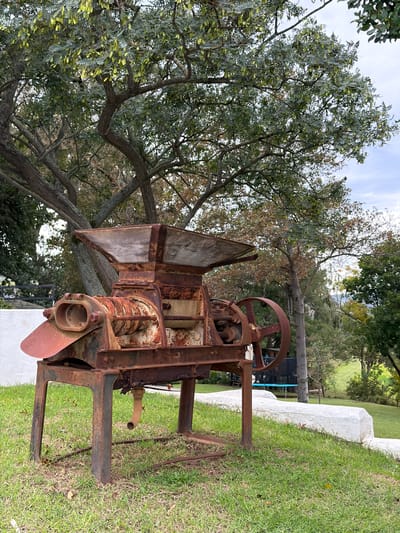 An outdoor scene features a heavily rusted, antique agricultural machine, likely a thresher or mill, standing prominently on green grass. The machine, largely made of iron and wood, shows significant signs of corrosion, with flaking rust covering its surfaces. It comprises a large, spoked metal flywheel on the right, a funnel-shaped hopper constructed from wood and metal at the top, and a cylindrical main body containing a screw-like mechanism. A reddish, blunt blade or propeller-like component protrudes from the front-lower part of the machine, which is supported by a robust, rusty metal frame.
The setting is a verdant landscape with a well-maintained lawn. In the background and to the left, numerous mature trees with dense green and light green foliage create a natural canopy, with some branches visible against the partly cloudy sky. To the right of the machine, a long, white, irregularly shaped stone or concrete block forms a low barrier or decorative element, behind which further trees and a hint of a blue structure (possibly a trampoline) are visible. The scene is bathed in natural daylight, suggesting fair weather. No people or specific activities are depicted; the machine appears to be a historical exhibit. No text is visible. The scene evokes a rustic, pastoral feel, consistent with a rural or agricultural setting in Theewaterskloof Nu, South Africa.