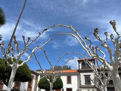 The image shows a scene from the town of Teror, located on the island of Gran Canaria in Spain. The coordinates 28.06, -15.548 place the location within the town. The image features several trees with bare branches, forming a canopy archway overhead. The trees have a white-washed appearance, suggesting they may have been pruned recently or that their bark is naturally white. The branches of the trees are arranged in a symmetrical pattern, with many extending upwards towards the sky. The sky is blue with white clouds, and the sun is shining. There are buildings in the background, and a glimpse of a green bush. The scene suggests a quiet, peaceful atmosphere.