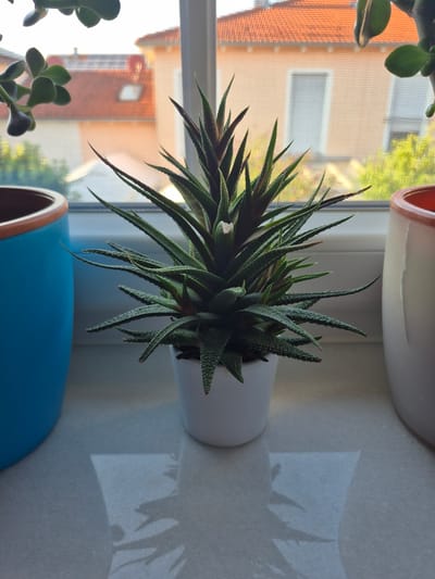 A small succulent plant in a white pot sits on a windowsill. The plant has long, spiky green leaves with white markings. To the left of the succulent is a blue pot, and to the right is a cream-colored pot. Through the window behind the plant, the tiled roofs of houses and some greenery are visible. The scene is well-lit, suggesting it is daytime. There are no people present in the image. The image is a close-up shot of the plant and its immediate surroundings. The location is Barbing, Germany, though this cannot be determined from the image itself.