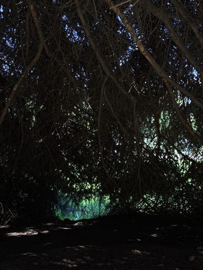 The image shows a view looking up into the dense canopy of trees. A large tree trunk is positioned to the right of the image, with the bark obscured in shadows. The upper branches and leaves of the trees create an intricate pattern against the sky. In the background, hints of greenery and blue sky peek through gaps in the branches. There is no visible indication of a specific location within the city of Слобода, Russia, nor any depiction of people, objects or actions.