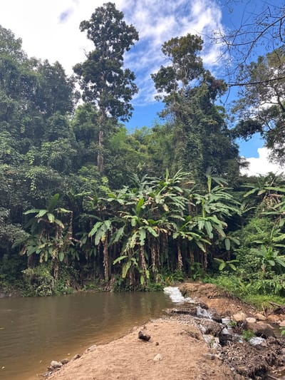 A landscape with a river flowing through a lush green environment. Towering trees with a mix of broad leaves and some bare branches reach towards a blue sky with scattered clouds. The riverbank is lined with dense vegetation, including banana trees. One side of the river bank is sandy and partially eroded, showing signs of wear. The water itself is murky.