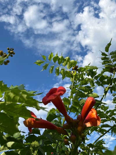 The image captures a low-angle view of a Trumpet Vine in bloom, set against a bright blue sky dotted with fluffy white clouds. The vibrant orange-red trumpet-shaped flowers are the primary subjects, with some in focus and others blurred, creating a sense of depth. Lush green leaves and developing seed pods are interspersed among the flowers, adding to the naturalistic scene. The photograph appears to be taken outdoors in a natural setting, possibly a garden or park. There are no people or man-made structures visible in the frame. The lighting suggests it is daytime, with the sun casting a soft glow on the foliage and flowers. The scene is peaceful and serene, highlighting the beauty of the blooming vine. The location is specified as Parushino, Kazakhstan, indicating a specific geographical context for this natural observation.
