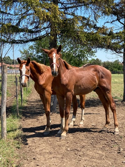 The image displays two chestnut-colored horses standing on dry, reddish-brown earth under a clear blue sky in Slavovitsa, Bulgaria. The scene is illuminated by bright sunlight, casting distinct shadows.
Two horses are positioned in the mid-ground, slightly to the right of the frame's center. Both animals possess a uniform chestnut coat and a prominent white blaze extending down their faces. Each horse wears a pink halter. The horse on the left is slightly ahead of the horse on the right, with white markings visible on its lower legs. The horse on the right is fully visible, also exhibiting white markings on its lower legs. Both horses are standing still, facing generally towards the viewer.
The foreground consists of dry, uneven dirt, with patches of green grass bordering a simple fence line on the left. This fence comprises rough wooden posts and two strands of wire or rope secured by black insulators. In the upper portion of the image, large coniferous trees with dense green foliage are prominent, their branches extending across the sky. The tree on the right side of the frame features a thick trunk partially visible behind the right horse.
Beyond the horses and fence, a flat, green field stretches into the background. In the far distance, several buildings with light-colored walls and reddish-brown roofs are discernible, suggesting a rural settlement. Overhead utility lines are also visible against the distant horizon.