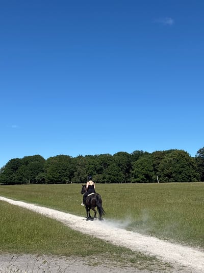 A person rides a dark horse on a gravel path through a grassy field. The horse kicks up dust as it moves away from the camera. In the background, a dense line of green trees borders the field under a clear blue sky. The scene appears to be in a rural or park-like setting, possibly in Kongens Lyngby, Denmark, given its lush green landscapes and common recreational activities like horseback riding.