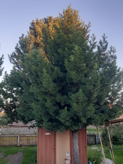 A large, dense pine tree dominates the center of the frame, its branches reaching upwards towards a clear, pale blue sky. The top of the tree is illuminated by the warm, golden light of what appears to be late afternoon or early morning sun. The lower portion of the tree's trunk is partially obscured by a rust-colored, corrugated metal structure that resembles a shed or storage container. This structure has a single, dark door with a small, round handle, and a label with text and small images is affixed to its surface.
To the left and behind the pine tree, a wooden fence made of vertical planks runs horizontally across the scene. A pathway or dirt road is visible in the foreground to the left, leading towards the fence. Beyond the fence, additional trees and structures are visible, suggesting a rural or suburban setting. To the right of the metal structure, a wooden swing set with a decorative, scalloped roof is partially visible. Green grass and some white wildflowers are present on the ground. The overall scene appears to be outdoors in a residential area, likely in the city of Kamarchaga, Russia, given the context. There are no people or animals visible in the image.