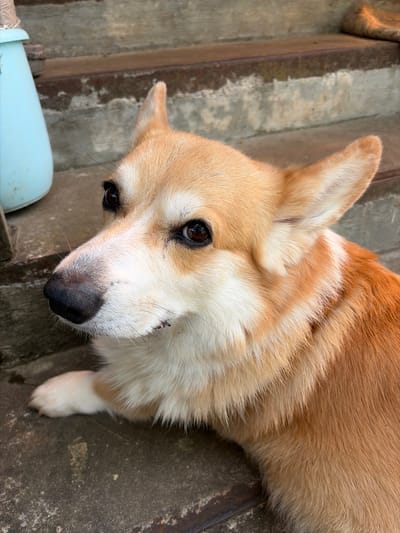 A close-up, eye-level, outdoor shot focuses on the face of a tan and white Corgi dog. The dog is lying down on a concrete surface in front of a set of concrete steps. Its head is turned to the left, with its dark eyes looking slightly upward. The dog's nose is black and its fur is short and dense. To the left of the dog, a pale blue plastic container is visible. The steps behind the dog are made of concrete and metal, and appear weathered. The overall scene suggests a casual outdoor setting.