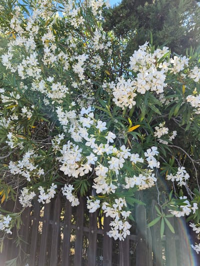 A close-up, eye-level outdoor shot captures an overgrown oleander bush in full bloom, its white flowers a stark contrast against the dark green foliage. The bush is positioned in front of a weathered, dark brown wooden fence that stretches across the lower portion of the frame. Behind the oleander, a dense evergreen tree with small cones can be seen, its branches reaching towards the bright blue sky. The scene is bathed in sunlight, creating a lens flare effect with a faint rainbow arc on the right side of the image. The setting appears to be the village of Μπομποτέϊκα, Greece, suggesting a Mediterranean climate. There are no people or animals present in the image, and the focus is solely on the natural elements and the fence.