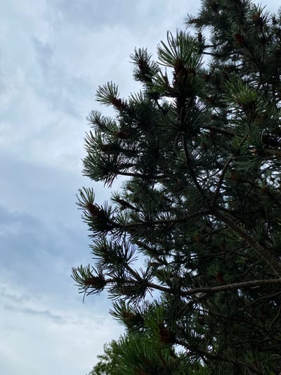 This media file is a low-angle, close-up photograph of a pine tree's branches and needles against a cloudy sky. The pine needles are a deep green, some appearing lighter due to the light filtering through them. Small brown pine cones are visible amongst the needles. The branches are dark and textured, creating a dense canopy that partially obscures the sky. The sky is overcast with soft, diffused light, suggesting a cloudy or overcast day. The clouds are a light gray and white, with some wisps and formations visible. There are no people or explicit objects other than the natural elements of the tree and sky. The perspective looking upwards from beneath the branches creates a sense of being immersed in the tree. The overall mood is calm and natural. The location context is Rinteln, Germany. There is no visible text in the image.