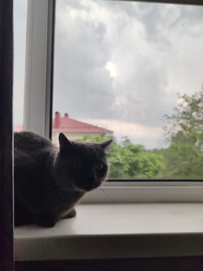 A dark gray cat sits on a white windowsill, looking out a window at a cloudy sky. The cat's fur is dark, making it difficult to see its features clearly in the dim lighting. The window is covered by a screen, and beyond it, trees and a red-roofed building are visible. The scene appears to be indoors, possibly in a residential setting. The image is shot from a slightly low angle, with the cat in the foreground and the outside environment in the background.