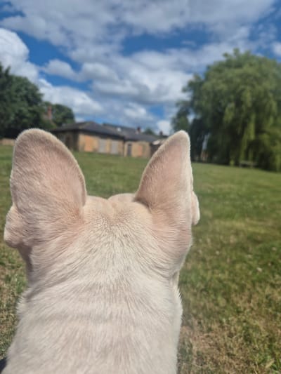 A light-colored dog's head and ears are in the foreground, facing away from the camera. The dog is looking towards a building with boarded-up windows in the middle distance, set in a grassy field. Trees are visible behind the building and to the right of the frame. The sky is blue with white clouds. This scene is likely located in the town of Bridlington, United Kingdom.