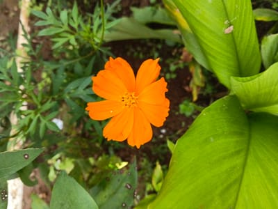 An orange cosmos flower blooms at the center of the frame, surrounded by various green plants. The flower's petals are vibrant, with a yellow center. To the right, large, glossy green leaves contrast with the finer, fern-like foliage on the left. Brown soil is visible in the background. A concrete border appears in the lower left corner.