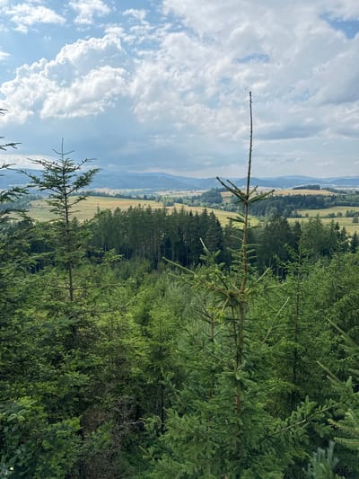 A wide-angle, vertical, outdoor shot captures a dense forest in the foreground, with a vast, rolling landscape stretching into the distance. The sky above is filled with dramatic, white, cumulus clouds against a pale blue backdrop.
In the immediate foreground, the branches of several evergreen trees, likely spruce, dominate the frame. One particularly tall, slender tree with a prominent, twiggy top stands slightly off-center to the right. Its branches are laden with green needles. To the left, another evergreen tree of similar species is visible, its branches lower and denser. The ground beneath is obscured by further layers of evergreen foliage, creating a sense of depth and immersion in the forest.
Beyond the immediate treeline, a dense, dark green forest stretches across the middle ground, forming a thick band of trees. This forest gives way to a lighter green and golden-yellow expanse of rolling hills and meadows in the background. Scattered among the fields are patches of trees and distant, small buildings, suggesting a rural or semi-rural settlement. The furthest hills are a muted blue-grey, hazy in the distance, under the expansive, cloudy sky. The overall impression is one of natural beauty and expansive, undeveloped land. The image was taken from a vantage point above the treeline, looking out over the landscape. The scene is devoid of any human presence or discernible activity.