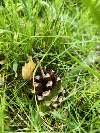 A close-up, low-angle shot captures a pinecone resting in lush green grass. The pinecone, a mature specimen with visible scales, is oriented diagonally across the frame, its base towards the lower right corner. Interspersed with the pinecone are dried leaves, their colors ranging from light yellow to brown, and thin twigs. The surrounding grass is vibrant and dense, with some blades appearing sharper and in focus, while others are softly blurred, creating a sense of depth. The scene appears to be outdoors, possibly in a park or wooded area, given the natural elements present. The lighting suggests daylight, with sunlight filtering through the foliage, casting subtle shadows and highlighting the textures of the grass and pinecone. There are no people or animals visible in the image. The overall impression is one of a natural, undisturbed environment. Based on the prompt's request for the location of Malaya Shil'na, Russia, this scene depicts a natural outdoor setting within that region.