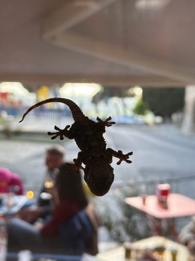 A dark-colored gecko clings to a pane of glass. The gecko is seen from below, highlighting its toes and textured skin. Through the glass, blurred shapes suggest an interior space with a person wearing a blue shirt and another person with a pink shirt, plus some objects that are too blurry to identify with certainty. The photograph's location is not discernible from the provided visual information; thus, any mention of Tarquinia, Italy, cannot be confirmed.