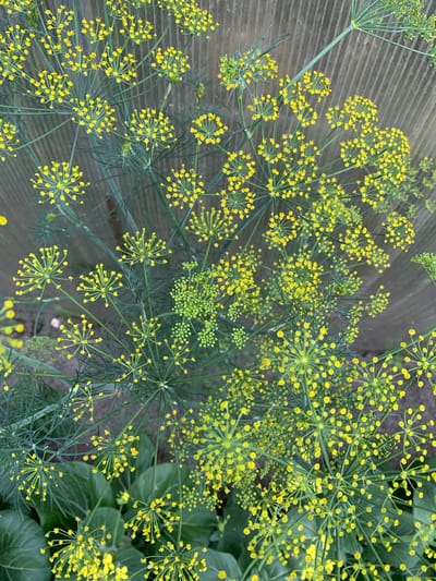 This close-up, overhead shot captures a dense cluster of dill flowers in bloom. The scene is dominated by the delicate, yellow umbels of the dill plants, which are in various stages of flowering and development. Some umbels are fully open with numerous tiny yellow florets, while others are still in bud form, appearing as tight clusters of green. The feathery, green foliage of the dill is also visible, creating a complex textural backdrop.
In the upper left quadrant of the image, a translucent, ribbed surface is visible, suggesting the presence of a greenhouse or a similar structure. This surface is a muted gray and appears to be made of corrugated plastic or glass. The background beyond this structure is blurred and consists of dark green leaves, likely other plants.
The lighting suggests it is daytime, with natural light illuminating the dill flowers. There are no people or animals visible in the frame. The focus is entirely on the botanical details of the dill plants. The overall impression is one of natural growth and abundance, with the bright yellow flowers providing a cheerful contrast to the deeper greens and grays. There is no visible text in the image. The context provided indicates the location is Ivanava, Belarus.