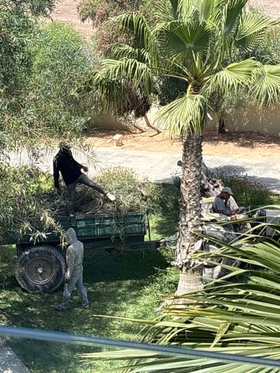 In Taguermess, Tunisia, a scene unfolds with two individuals engaged in grounds maintenance. One person, wearing a dark long-sleeved shirt and grey pants, stands in the bed of a trailer filled with cut foliage. They are balancing on one leg, appearing to be in the process of discarding branches. Another individual, clad in a grey hooded jumpsuit and light-colored pants, walks near the trailer, facing away from the camera. A third person, wearing a light-colored cap, grey t-shirt, and tan pants, is seated in another vehicle, looking down at something in their hands, possibly a phone. The environment is characterized by lush green grass, numerous trees including a prominent palm tree, and dry, dusty ground in the background. The trailer is a dark green, two-wheeled vehicle with large tires. The overall impression is one of outdoor labor under a bright, sunny sky.