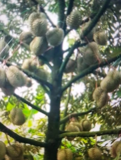 A cluster of durians hangs from a tree. The durians are oval-shaped and covered in thorny husks. The tree has a thick, dark trunk and branches. Lush green foliage surrounds the durians, suggesting a tropical environment. The image is slightly blurry, but the subjects are clearly identifiable. The scene is consistent with a durian orchard in a location like Payagaboh, Indonesia, a region known for its durian production.