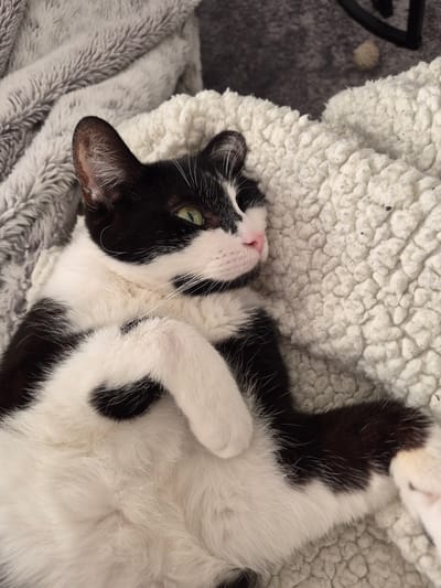 The image is a close-up, overhead shot of a black and white cat lying on its back on a white, textured blanket. The cat has green eyes, a pink nose, and its paws are crossed over its chest. The background includes a gray, textured blanket and a black object partially visible in the upper left corner. There is no indication of location.