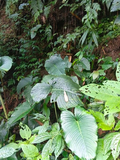 The image depicts a dense, natural environment characterized by lush, varied green foliage, likely within a tropical rainforest or jungle setting in Situm, Papua New Guinea. The foreground and midground are dominated by large-leaved plants, exhibiting prominent venation and various shades of green. Several of these larger leaves display evidence of biological interaction, including multiple irregular holes and tears, possibly from insect damage or environmental wear. Some leaves appear slightly glossy, suggesting dampness. In the background, a steep earthen bank is visible, covered densely with smaller ferns, vines, and other green undergrowth. The soil on the bank is dark brown. A single, elongated, light-brown leaf or piece of organic debris is present on one of the larger damaged green leaves in the mid-right portion of the frame. No human subjects, animals, or artificial objects are visible. The lighting is natural and diffused, indicative of an overcast sky or deep shade within a vegetated canopy.