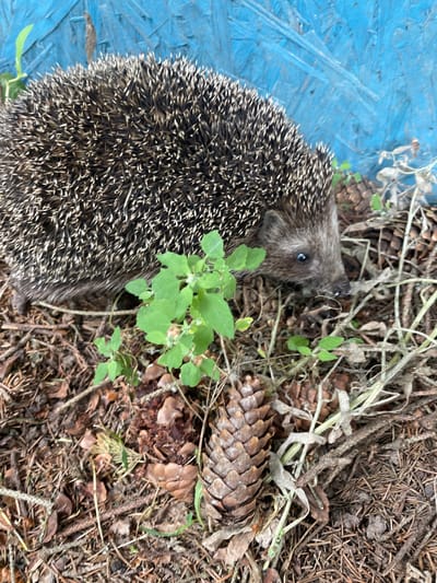 A hedgehog is foraging on the ground covered in pine needles and pine cones. The hedgehog is a small mammal with sharp spines covering its back. Its head is visible, showing dark eyes and a pointed snout. Green plants are growing around it. In the background, a bright blue wooden surface is visible. The scene appears to be in an outdoor, natural setting, possibly a garden or forest floor, within the city of Pervomayskiy, Russia.