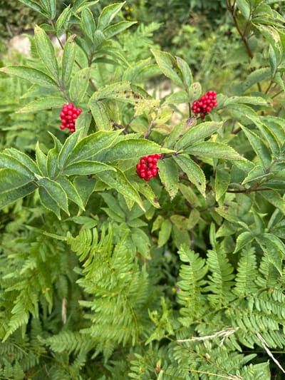 The image shows a close-up of a plant with clusters of small, bright red berries. The berries are round and appear to be on short stems. The plant has green, serrated leaves, some of which show signs of minor browning or spotting. In the foreground, there are also fronds of a fern. The background is blurred and consists of more green foliage and some hints of dry grass or earth. This scene is located in Karabanovo, Russia.