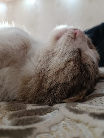 A light brown and white cat sleeps on a patterned surface. The cat is positioned on its back, with its pink nose pointing upwards. Soft fur covers its body, and a dark object rests behind its head. The patterned surface beneath the cat features a subtle design.