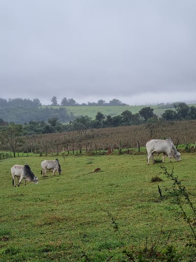 In Laranjal Paulista, Brazil, four light-colored cattle graze on a lush green hillside under an overcast sky. The terrain slopes gently upwards, with a wooden fence and dry stalks of corn in the middle ground. In the background, rolling hills covered in dense green foliage stretch towards a misty horizon, suggesting a humid or foggy day. The overall scene is one of pastoral tranquility.