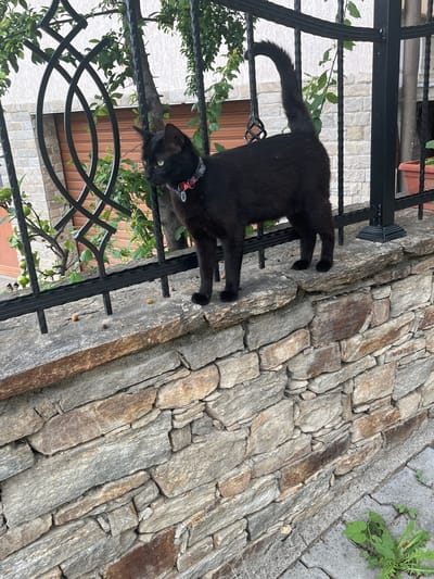 A black cat with a colorful collar is standing on a stone wall in Ognyanovo, Bulgaria. The cat is facing left and looking to the side. Behind the cat, there is a black metal fence with some greenery growing through it. The wall is made of rough, uneven stones of various sizes and colors. The ground in front of the wall is paved with grey concrete slabs. There is also some green vegetation growing in the cracks of the paving stones. In the background, a building with a brown garage door and a white facade is visible. The overall scene appears to be outdoors, likely in a residential area, given the presence of a fence and building.