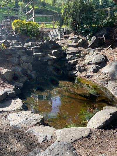 The image depicts a rocky pond area within a park, likely in Berwick, Australia. The pond, filled with murky water, has aquatic plants growing within it. It is surrounded by a collection of large, grey rocks, some of which are partially submerged. The ground around the pond is covered in dry leaves and twigs, suggesting an outdoor, natural setting. In the background, a wooden fence and lush green trees are visible, hinting at a well-maintained park environment. The lighting suggests it is daytime, with sunlight creating reflections on the water's surface. No people or animals are present in the image.
