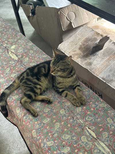 A tabby cat is resting on a patterned textile covering a bench. The textile has a paisley pattern with colors of red, blue, green, and cream. The bench appears to be worn, with some areas of damage and stitching visible. In the background, there are large cardboard boxes and what appears to be industrial shelving or equipment. The lighting suggests an indoor environment, possibly a storage area or workshop. The image does not provide any specific details about the city of Danghara, Uzbekistan.