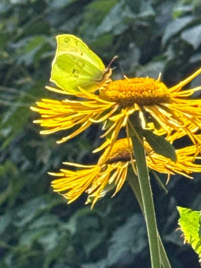 A bright yellow butterfly with faint black spots rests on a yellow flower with long, thin petals. The butterfly's wings are partially open and slightly translucent, revealing a delicate structure. The flower it is perched on is a vibrant yellow, with a fuzzy, textured center. A second, slightly smaller yellow flower is visible below the first. The background is a blur of dark green foliage, suggesting an outdoor setting. The image appears to be a close-up shot, focusing on the butterfly and the flower. The lighting is bright, casting highlights on the petals and the butterfly's wings. The location of Залесье Снт, Russia, is not depicted in the image.
