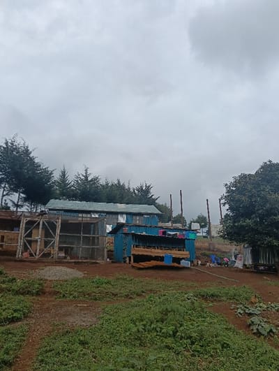 The image displays an outdoor scene in Limuru East ward, Kenya, characterized by an overcast, uniformly grey sky. The foreground consists of reddish-brown earth interspersed with patches of low-lying green vegetation. In the midground, a collection of makeshift structures is present. To the left, a large, rectangular wooden framework, resembling a cage or enclosure with wire mesh, stands on the unpaved ground. Centrally, a primary structure features a green corrugated metal roof and blue corrugated metal walls. Adjacent to it, a smaller, entirely blue corrugated metal building exhibits various items, including draped clothing and blue plastic buckets, on its exterior. Below this blue structure, additional corrugated metal sheets are arranged on wooden supports. To the right, a solitary, multi-trunked tree with green foliage partially obscures a small, silver corrugated metal shed. Directly in front of this tree and shed, on the reddish-brown soil, are three blue plastic chairs, a white sack, and several colorful plastic buckets. A small, indistinct, white animal is visible near these items. The background reveals additional informal structures, a dense line of tall evergreen trees (possibly cypress), and three weathered wooden poles. The overall terrain is uneven and unpaved, typical of a rural or semi-urban settlement.