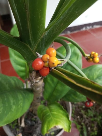 A close-up, downward-angled shot captures the upper portion of a potted plant in Naya Andura, India. The primary subject is the plant's robust green stem, from which broad, dark green leaves emerge. Several leaves exhibit lighter green variegation or a distinct yellow stripe along their length. Clustered near the stem are spherical berries at various stages of ripeness. The prominent cluster in the foreground consists of approximately seven to eight berries; two are bright red, while the others range from orange to yellow. A second, smaller cluster of yellow-orange berries is visible further back and to the right. The plant is contained within a grey pot, visible at the bottom left. The background is out of focus, revealing a blurred reddish-brown surface, likely a tiled floor or wall, and indistinct green and brown ground cover. No individuals or active interactions are depicted.